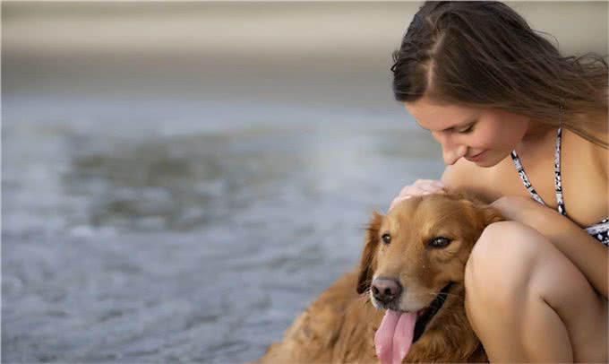 训练金毛的3个办法，各位宠主快快拿好啦!