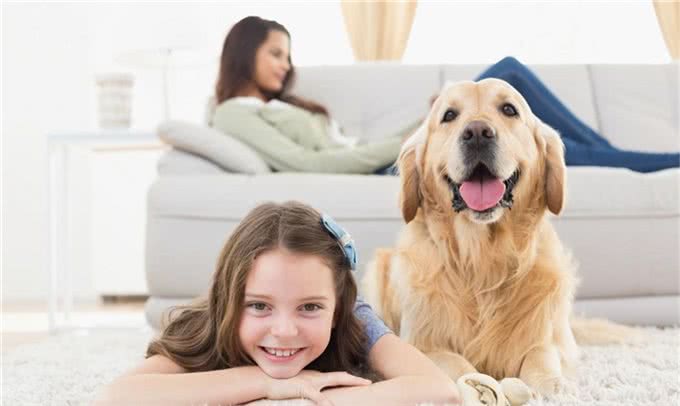 训练金毛的3个办法，各位宠主快快拿好啦!