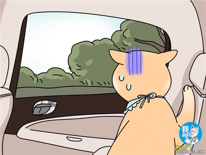 国庆带狗狗自驾游，别急着规划行程，首先得解决晕车问题