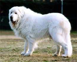 世界10大名犬，最具有贵族气质的纯血种狗狗排行榜
