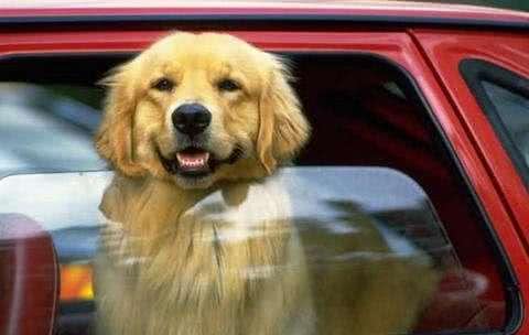 狗狗坐车紧张不安分怎么办?如何处理?