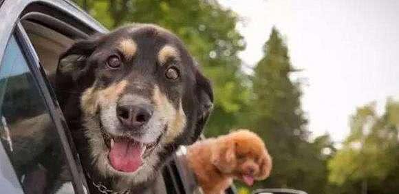 狗狗坐车紧张不安分怎么办?如何处理?