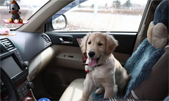 狗狗坐车紧张不安分怎么办?如何处理?