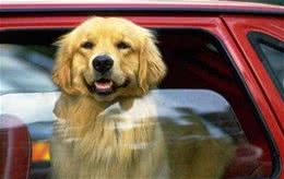 狗狗坐车紧张不安分怎么办?如何处理?