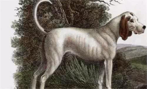 这八种已经灭绝的犬种打下了现在所有犬种百分之二十的江山
