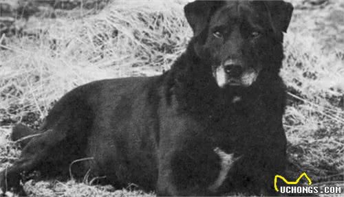 这八种已经灭绝的犬种打下了现在所有犬种百分之二十的江山