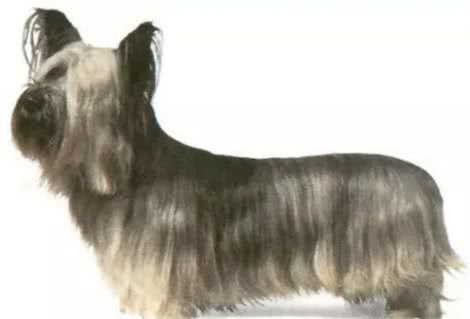 这八种已经灭绝的犬种打下了现在所有犬种百分之二十的江山