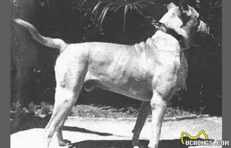 这八种已经灭绝的犬种打下了现在所有犬种百分之二十的江山