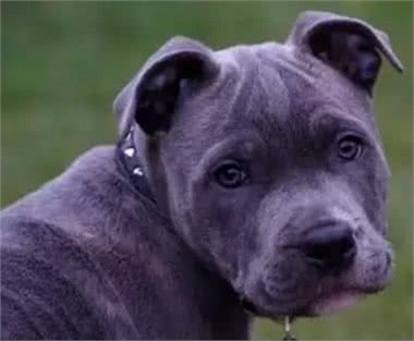 这八种已经灭绝的犬种打下了现在所有犬种百分之二十的江山