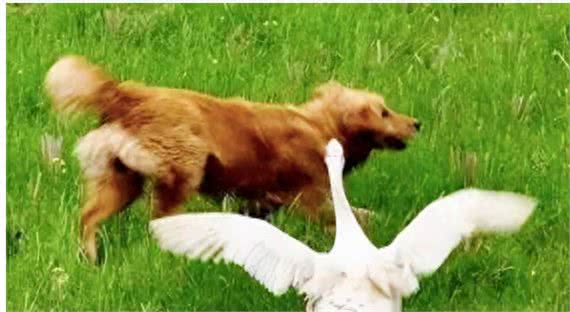 害怕狗狗怎么办?