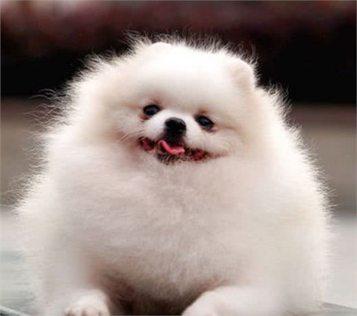 温柔且忠诚，可以做伴侣的狗狗—博美犬