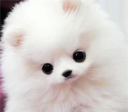 温柔且忠诚，可以做伴侣的狗狗—博美犬