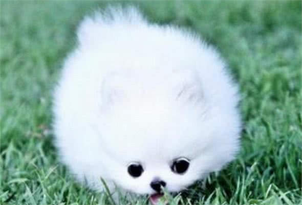 温柔且忠诚，可以做伴侣的狗狗—博美犬