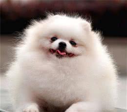 温柔且忠诚，可以做伴侣的狗狗—博美犬