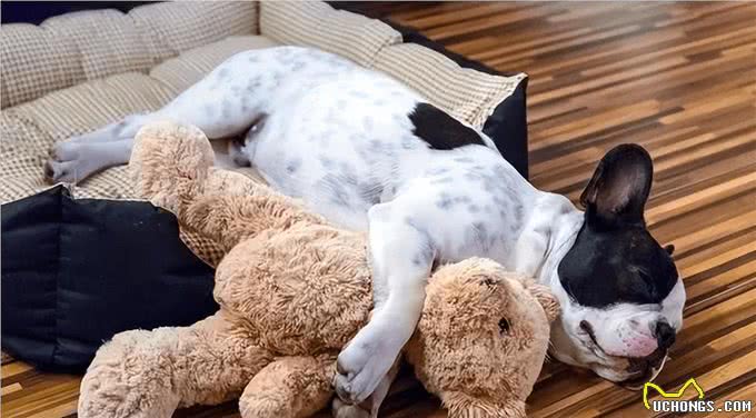 睡姿预测狗狗性格，惊人准确!