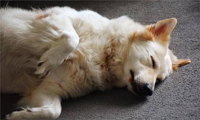 睡姿预测狗狗性格，惊人准确!
