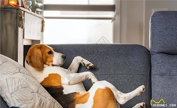 睡姿预测狗狗性格，惊人准确!