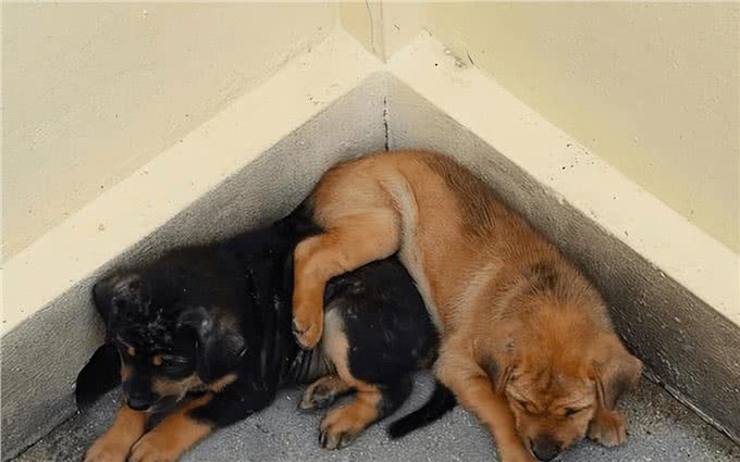 睡姿预测狗狗性格，惊人准确!