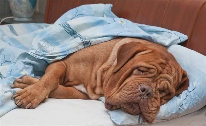 睡姿预测狗狗性格，惊人准确!