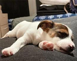 睡姿预测狗狗性格，惊人准确!