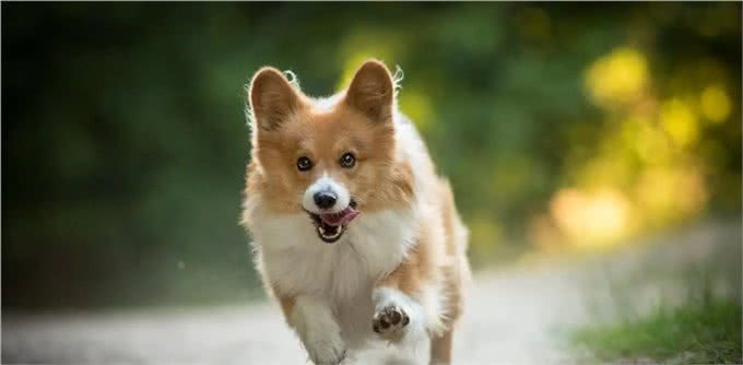 狗狗还小，该如何做运动呢?99%的人做错了