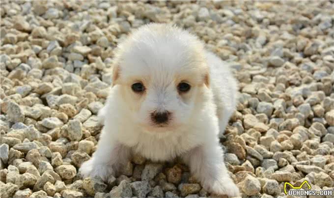 狗狗还小，该如何做运动呢?99%的人做错了