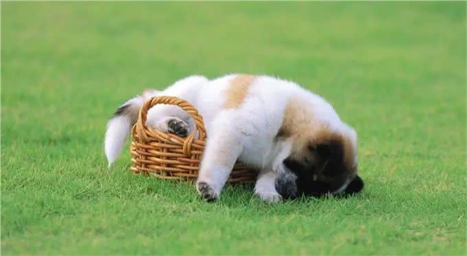 狗狗还小，该如何做运动呢?99%的人做错了