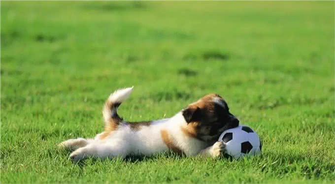 狗狗还小，该如何做运动呢?99%的人做错了