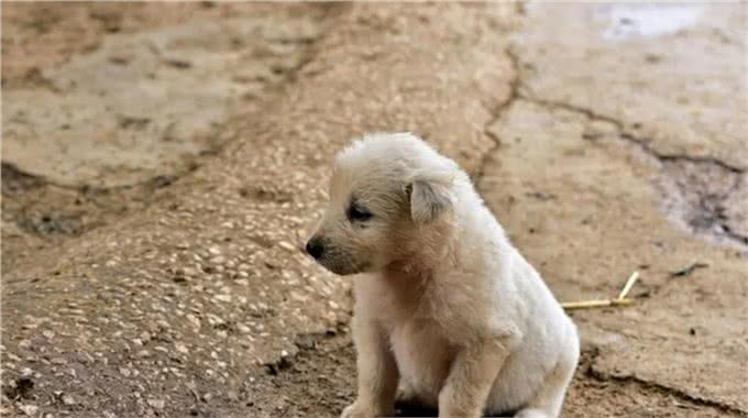 狗狗还小，该如何做运动呢?99%的人做错了