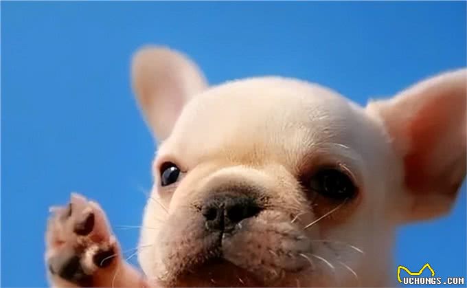 狗狗还小，该如何做运动呢?99%的人做错了