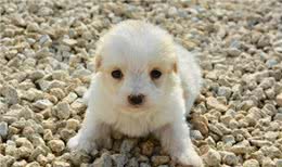 狗狗还小，该如何做运动呢?99%的人做错了