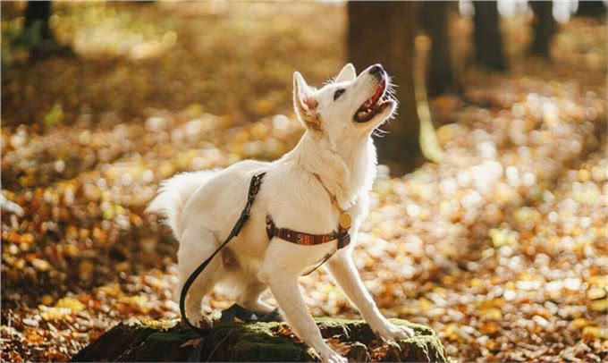 看着别人家的狗听话懂事，你是否也心动?训练好狗狗的2个技巧