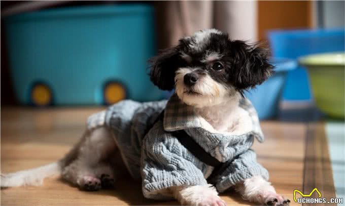 看着别人家的狗听话懂事，你是否也心动?训练好狗狗的2个技巧