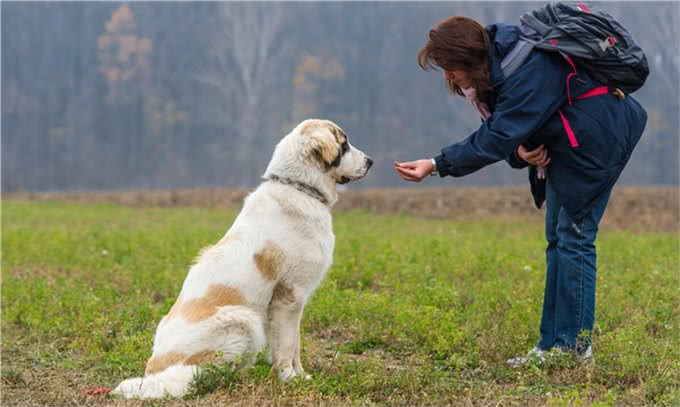 看着别人家的狗听话懂事，你是否也心动?训练好狗狗的2个技巧