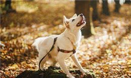 看着别人家的狗听话懂事，你是否也心动?训练好狗狗的2个技巧