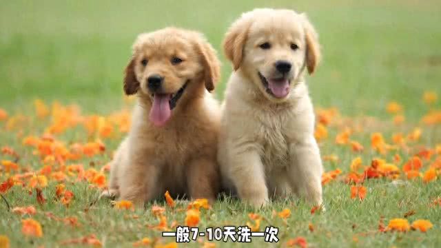 狗狗洗澡全攻略:干净又健康，爱宠洗护秘籍