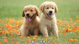 狗狗洗澡全攻略:干净又健康，爱宠洗护秘籍