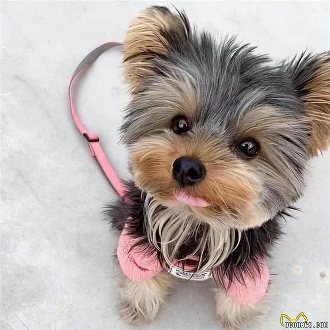约克夏犬，许多人喜欢养，有5个原因