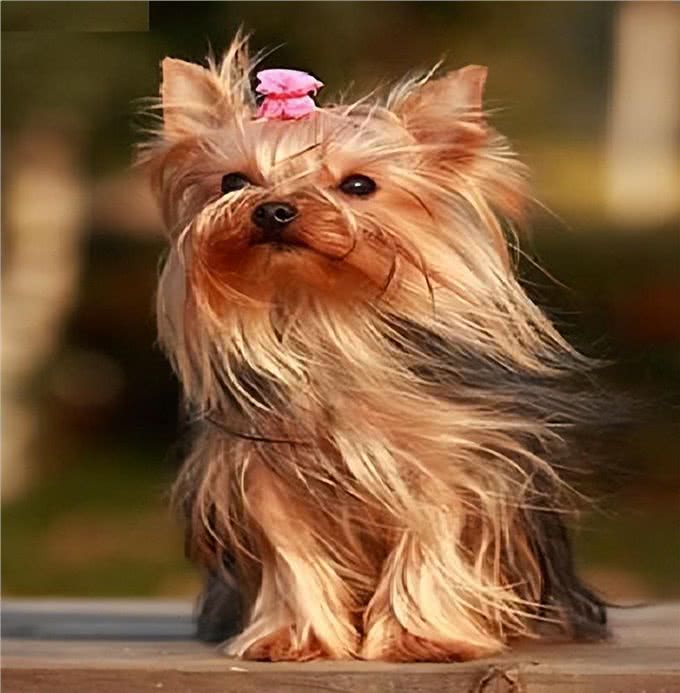 约克夏犬，许多人喜欢养，有5个原因