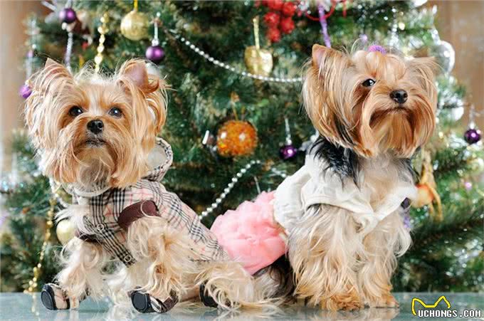 约克夏犬，许多人喜欢养，有5个原因