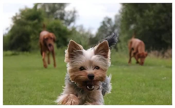 约克夏犬，许多人喜欢养，有5个原因