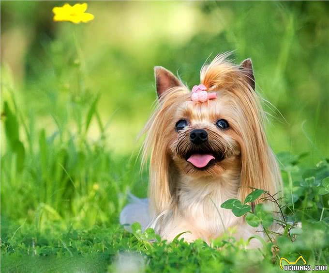 约克夏犬，许多人喜欢养，有5个原因