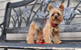 约克夏犬，许多人喜欢养，有5个原因