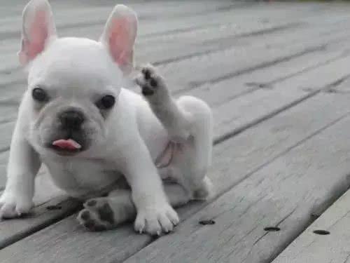 训练斗牛犬时，要注意的事情