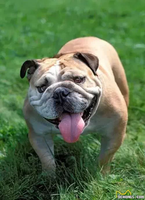 训练斗牛犬时，要注意的事情