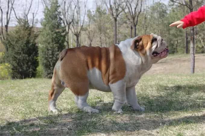 训练斗牛犬时，要注意的事情