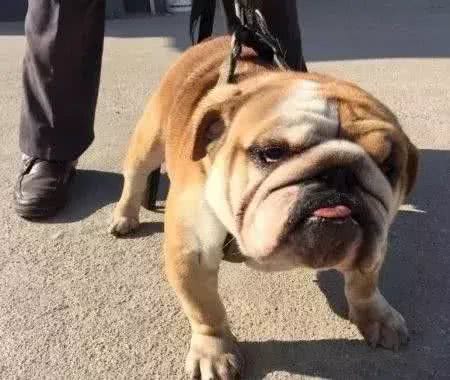 训练斗牛犬时，要注意的事情