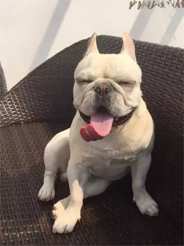 训练斗牛犬时，要注意的事情