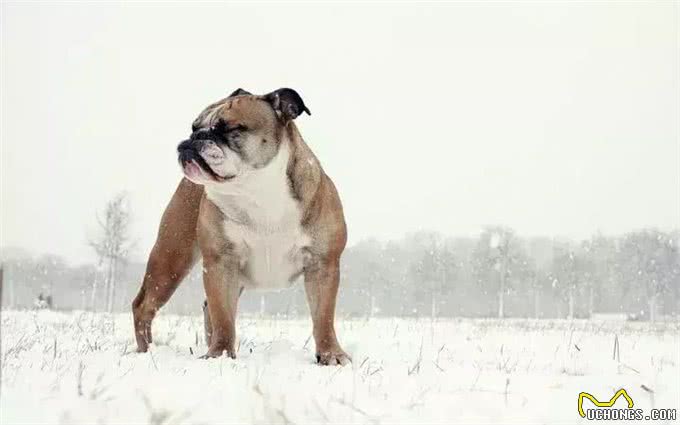 训练斗牛犬时，要注意的事情
