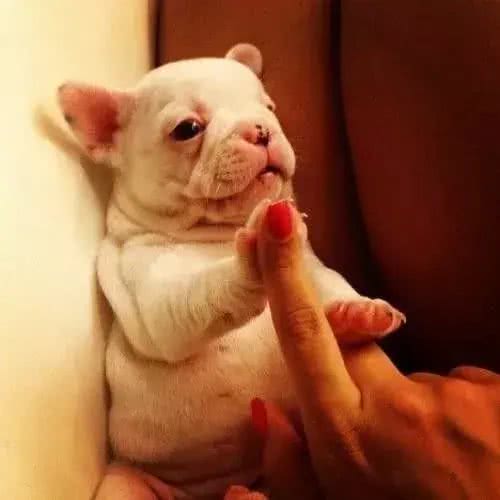 训练斗牛犬时，要注意的事情